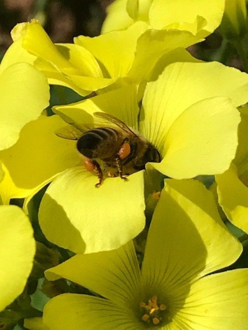 Watching bumble bee butts in the garden 🐝🐝