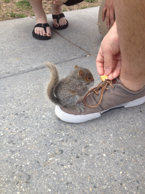 best-of-imgur: A baby squirrel crawled onto my buddy’s shoebest-of-imgur.tumblr.com