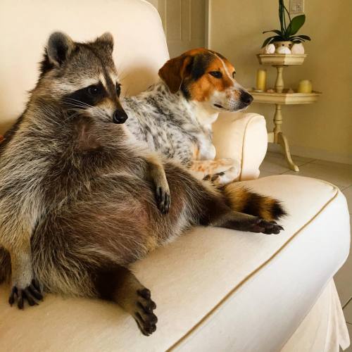 awesome-picz:    Orphaned Raccoon Rescued By Family With Dogs Thinks She’s A Dog, Too. 