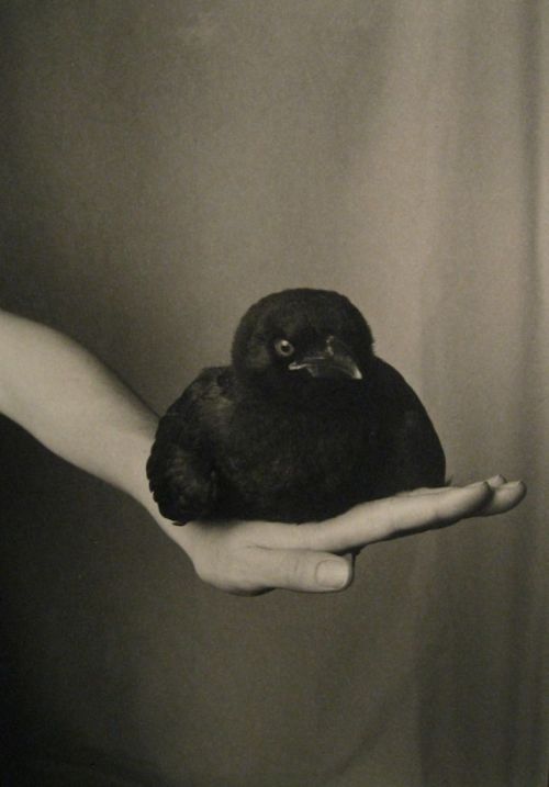 tripurasundari:  Fledgling American Crow on Hand | Robert Langham 