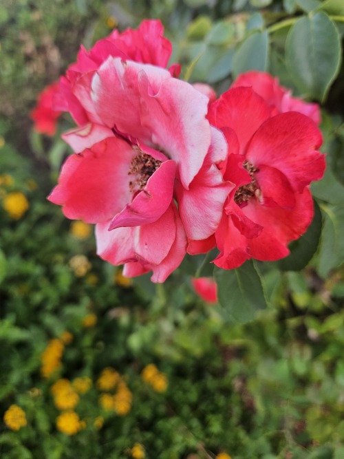 Rate This Photo Of A Flower I Took