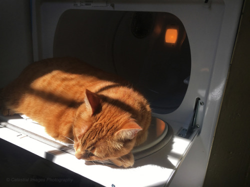 mischiefandmay:Always the king of the sunbeam, even if its on the dryer door.