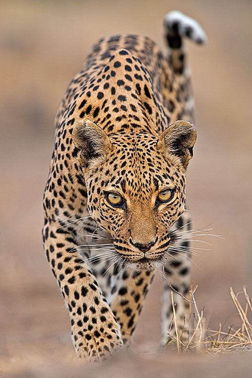 seraphica:Leopard (Panthera Pardus), Namibia - by Stephen Belcher [via]