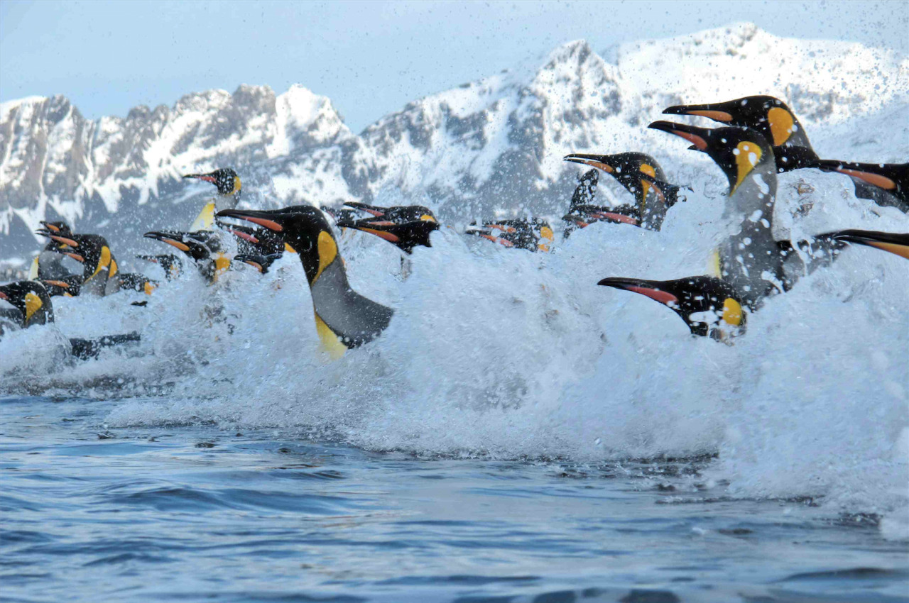 awkwardsituationist:  april 25 is world penguin day. two recently published studies