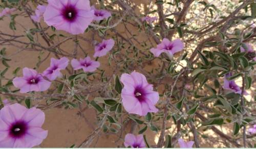 Flora Of Somalia: Ipomea Cicatricosa