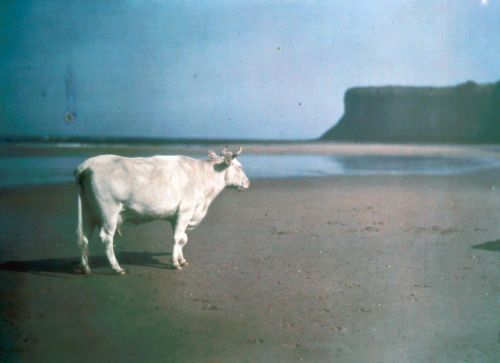 jaw8jaw:John Cimon Warburg autochromes of cows on Saltburn Sands, 1915.