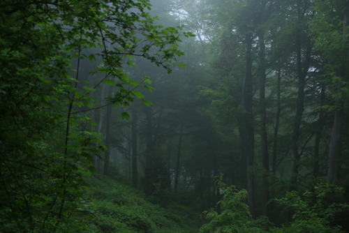 90377: A foggy day at the local forest by 90377Instagram | Etsy Shop