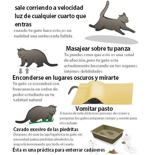 finofilipino:   Cómo saber si tu gato quiere matarte. RMMBR a petición de Anónimo. Probemos lo del duelo de miradas…        