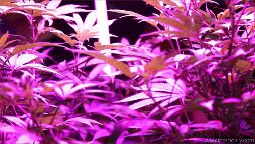 weedporndaily:  led growing