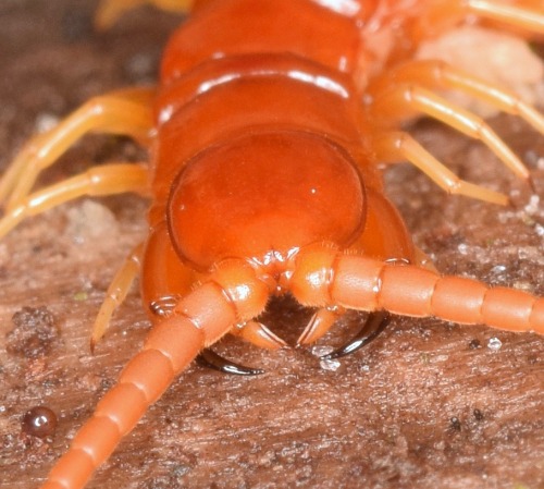 Eastern Red Centipede - Scolopocryptops sexspinosus