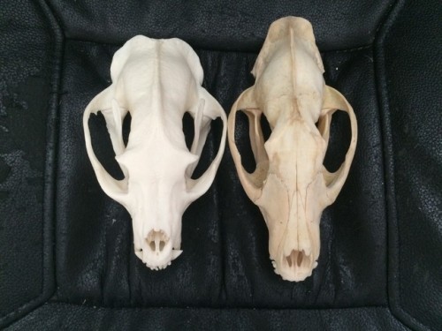 Skull comparison between the two biggest v.iverrid species: B.inturong (left) and African C.ivet (ri