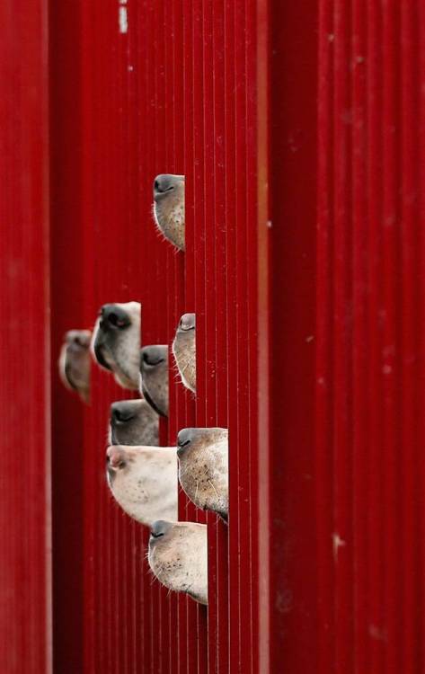 hopsskipsandjumps:Fox Hounds at the Gate by Christopher Furlong