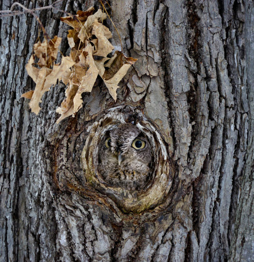 cubebreaker:  To blend in with their environments, these 15 owls have developed camouflage specific to their surroundings. 