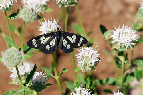 Green Lattice Moth (Gnophaela vermiculata), California, USA© Steve Tyron