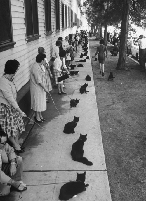 felineillusion: 1961, Hollywood, California. Following a newspaper casting call, black cats are audi