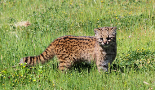 Some Lesser Known Small Cat Species