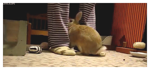 lovelylops:Intense digging begging