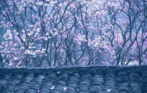 Biond Magnolia Flower, 吴家后山, sichuan province