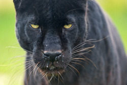 kingdom-of-the-cats:  Intense looking blacky (by Tambako the Jaguar)