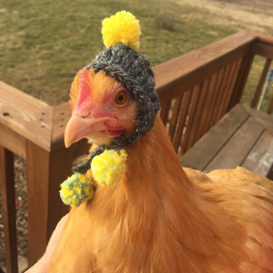 lizzywhimsy:  I present to you a hen in a hat and a rooster in a scarf