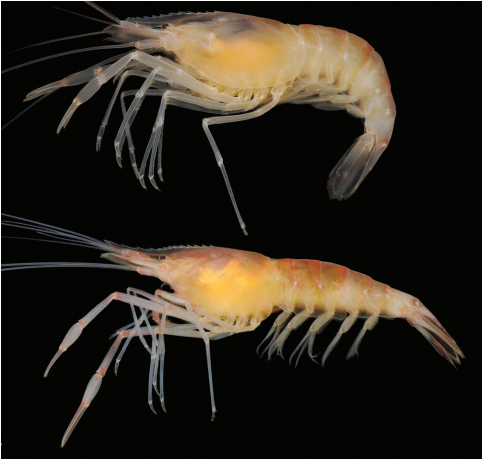 todropscience:
“THE MOST CHRISTMAS CRUSTACEAN EVER!!“In Christmas Island, in the Indian Ocean territory of Australia, there are extensive subterranean habitats with a significant subterranean fauna, including endemic animals.
Now in christmas,...