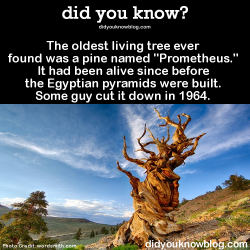 aclockworknick:  did-you-kno:  The oldest