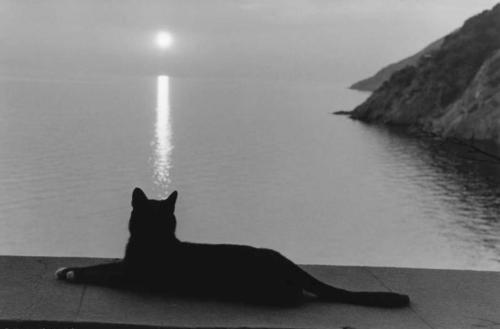 mybloodiedvalentine:  psikonauti:  François Le Diascorn (French,b.1947) Cat at sunset in Mt. Athos, Greece   @saturniinne 🖤