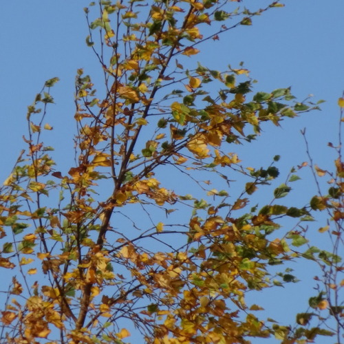 Autumn Walks Part II: Yorkshire Dales