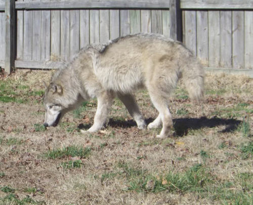 All higher content wolfdogs are born dark, not with tons of white or masks. Even arctics are born da