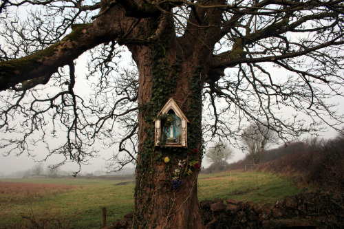 allaboutmary:A small tree shrine for Mary in the Irish countryside.