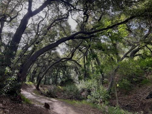 oneshotolive:  A shady trail through the unique California Live Oak Woodlands [OC] (4032 x 3024) 📷: darkpyschicforce 