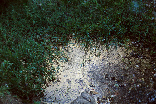 Raindrops near the creek, Babylonstoren. 