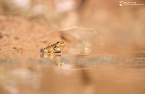 There are times in which a frog simply must soak. Here we see a Sahara frog [Pelophylax saharicus] d