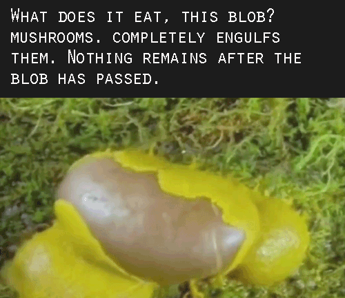 bogleech:tedx:Beware of The Blob! In this talk from TEDxToulouse, biologist Audrey Dussutour uncover
