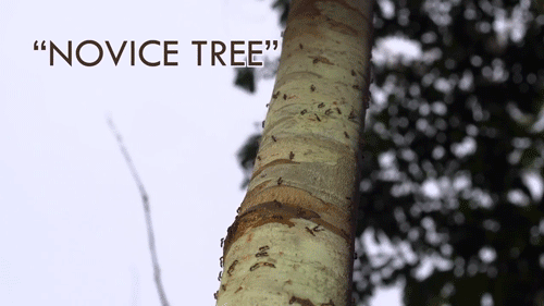 pbsdigitalstudios:  “The locals call this The Novice Tree, because there’s a