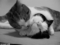 soyunalbondiga:  Gatos graciosos: - Esto es vida… 