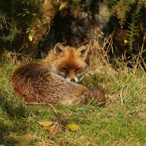 brigantias-isles: Red Fox