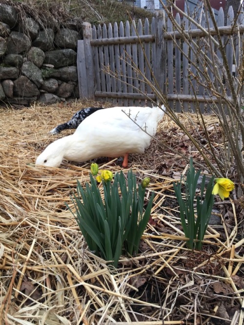 Ducks and daffodils. Springtime!