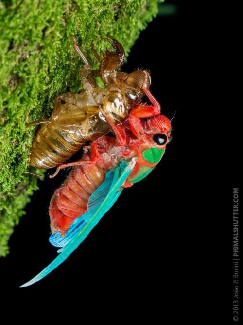 brains-and-bodies:From Go ahead, BUG meA cicada (Carineta diardi) emerging from it’s nymph shell int