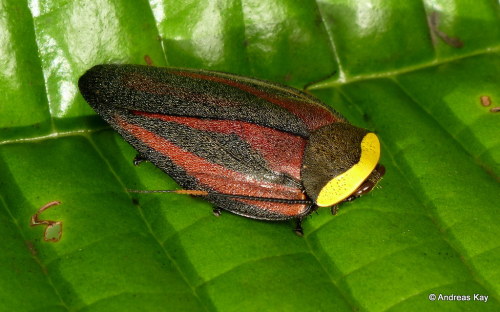 onenicebugperday:Pretty cockroaches!Photos 1-4 by Andreas Kay5-6 by Art Anker - Shared wit