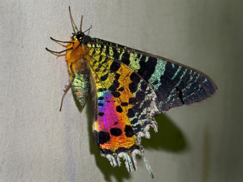 suckdog: Madagascan sunset moth