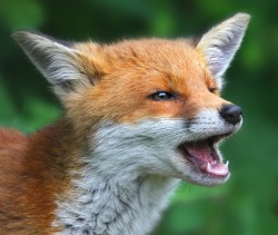 beautiful-wildlife:  FOX PORTRAIT by Reg