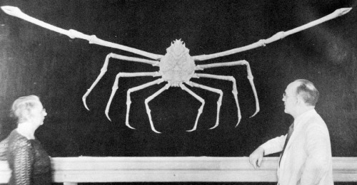 giant spider crab