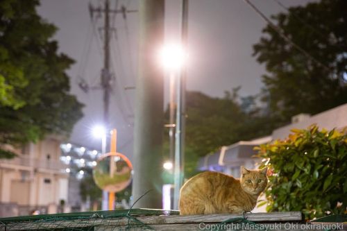 静寂。#cat #ねこ #猫 #夜にゃん #yourshotphotographer #東京カメラ部 #nekoclub #catsofinstagramか #cats_of_world #cat
