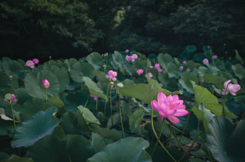 lotus pond by Kiyoshi YAMATODANI
