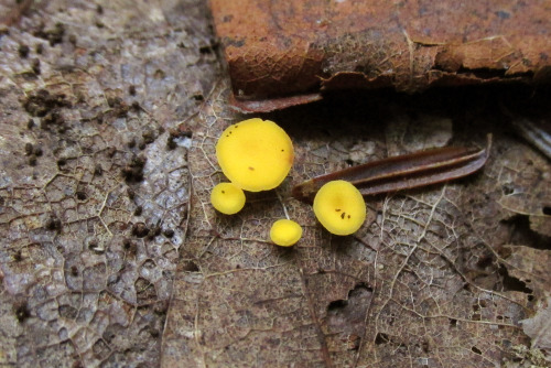 microcosmicobservations: Bisporella sp. 8/15 at Little Beaver State Park, WV