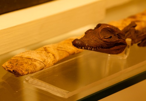 Have you ever noticed this little guy in Glencairn&rsquo;s Egyptian Gallery? Crocodiles were mum