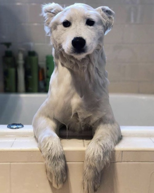 small-dragon:  sarcastictrashbag:  Have u ever seen a wet samoyed?    B….bear? 