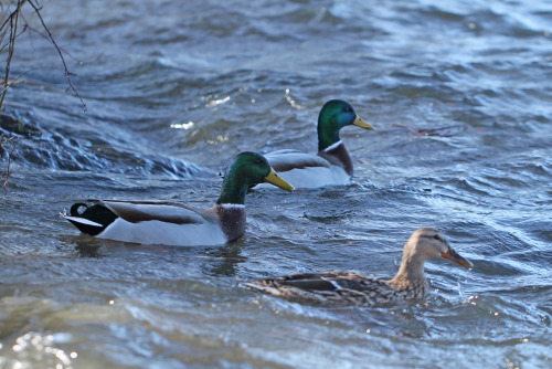 A bunch of wild ducks in lake Mälaren, Sweden (part 1).