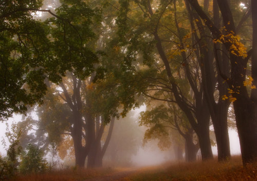 drxgonfly:Autumn Poland (by Przemyslaw Kruk)